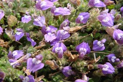 Hygrophila serpyllum